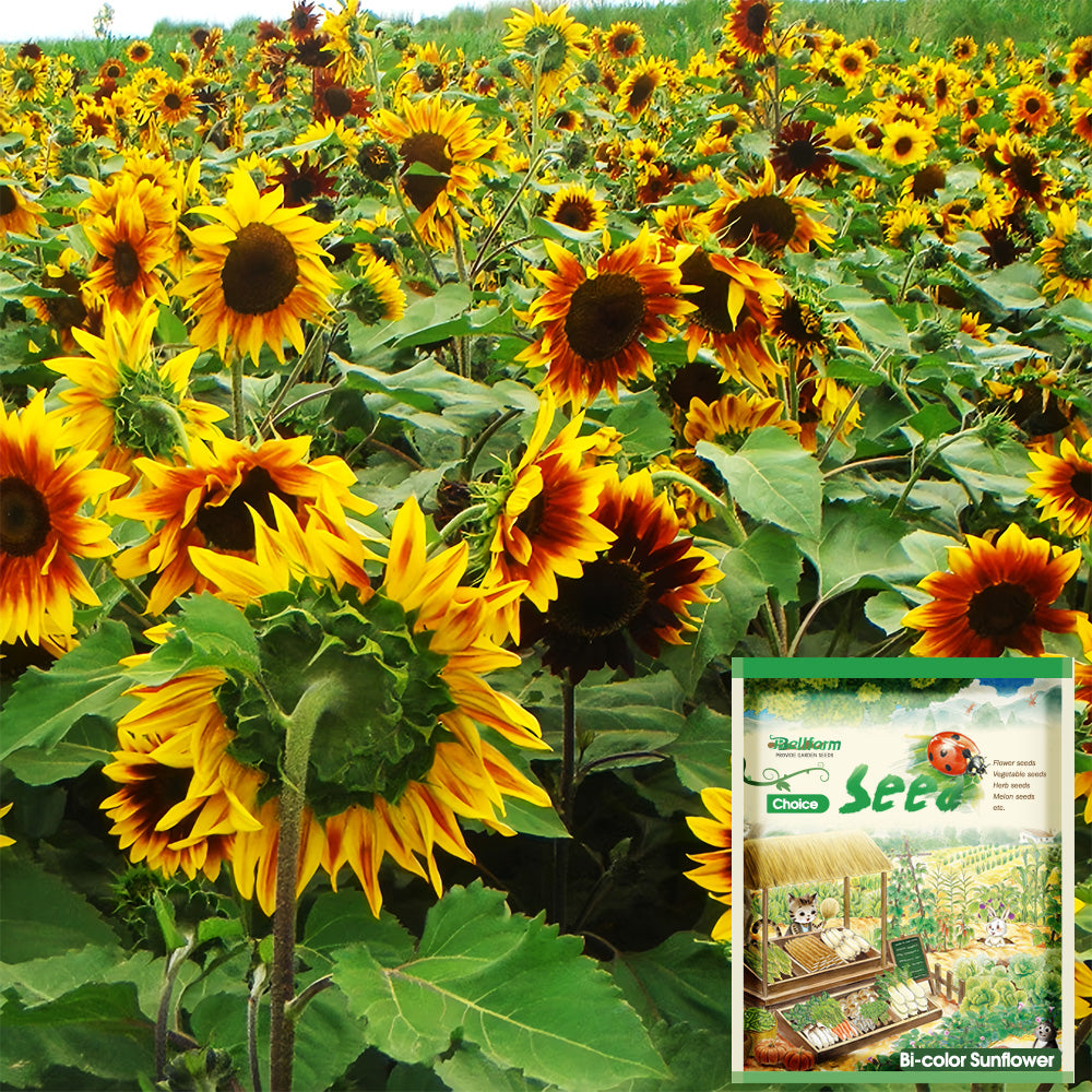 Bellfarm® Bi-Colour Sunflower Seeds (90cm)