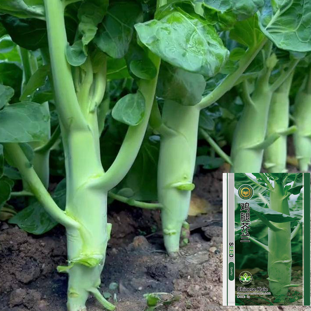 Jingyan® Huge Stem Gai Lan Seeds