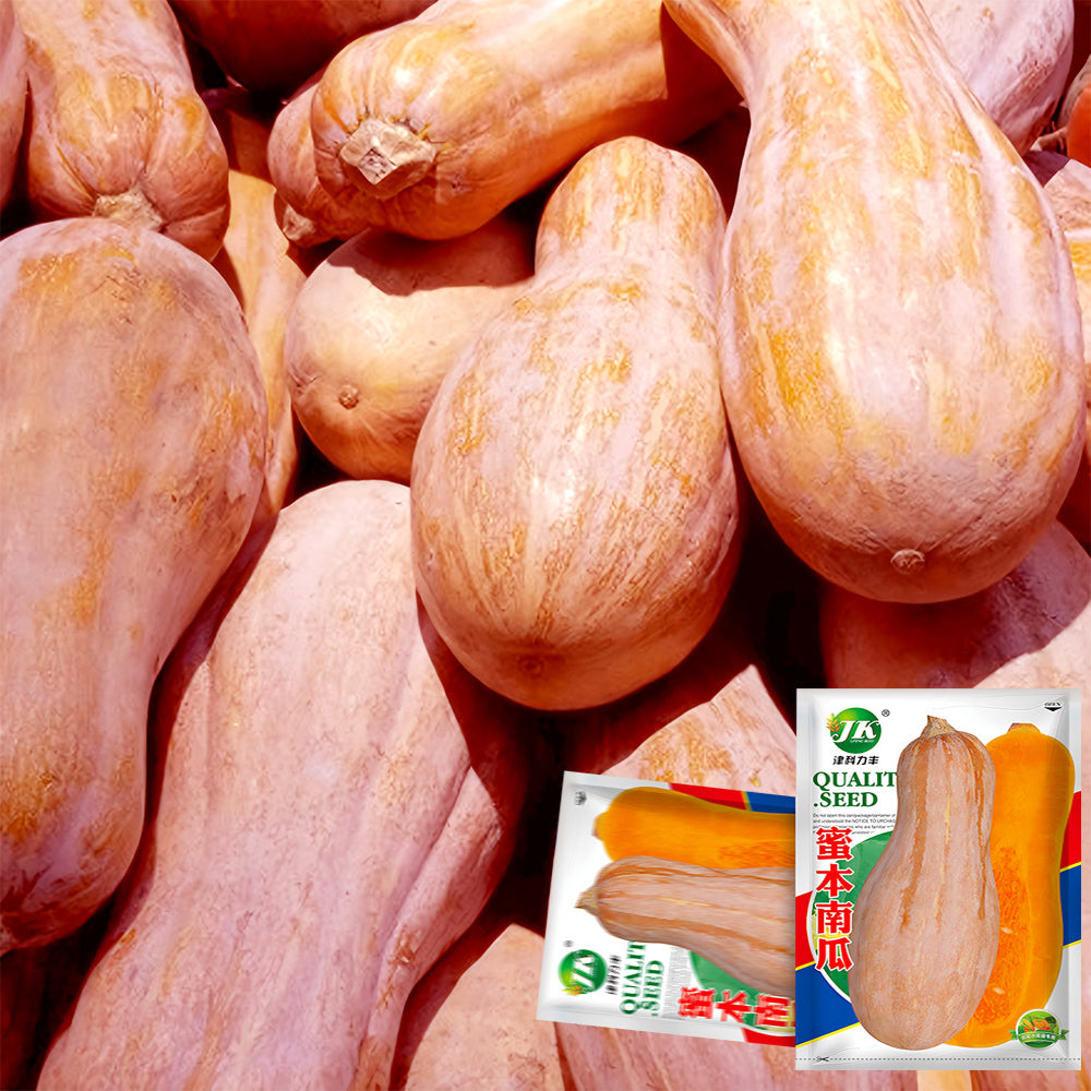 5 Bags (50 Seeds / Bag) of Chinese Miben Pumpkin Seeds