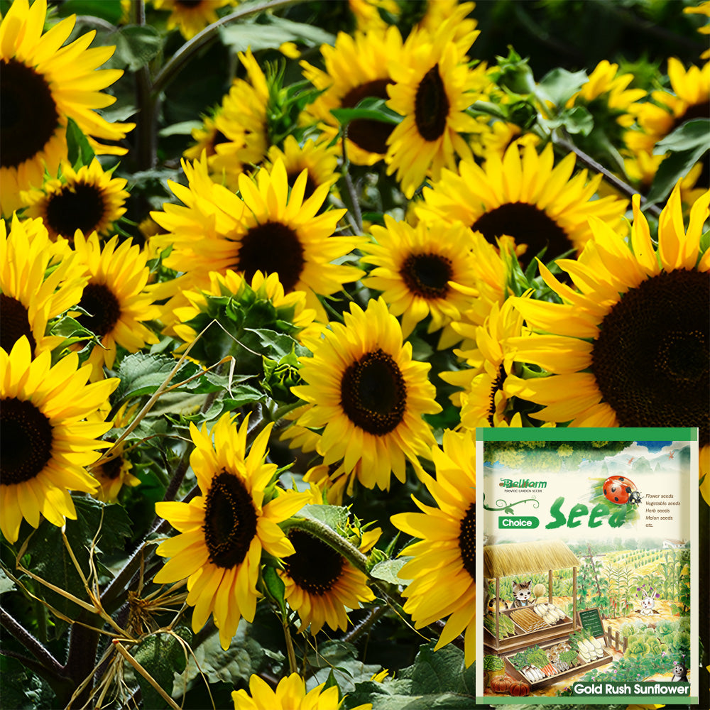 golden flower seeds Gold Rush Sunflower Seeds (120cm Tall) – MUCIAKIE