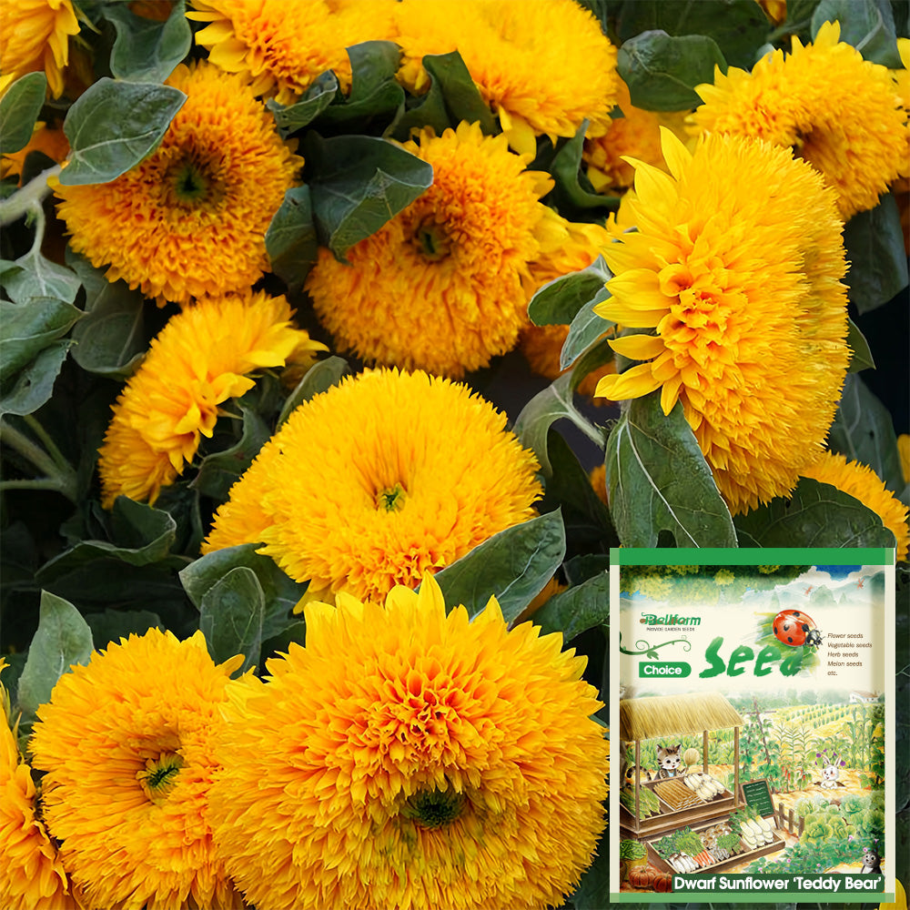 planting teddy bear sunflower seeds Teddy Bear' Dwarf Sunflower Seeds – MUCIAKIE