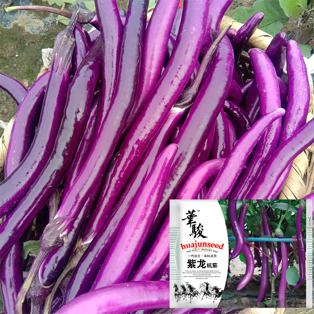 5 Bags (100 Seeds/Bag) of 'Purple Dragon' Hangzhou Eggplant Seeds