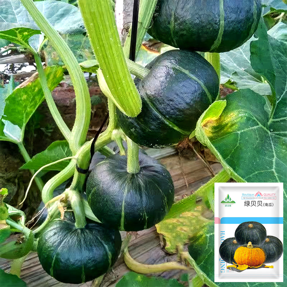 5 Bags (20 Seeds / Bag) of 'Green Baby' Small Pumpkin Seeds