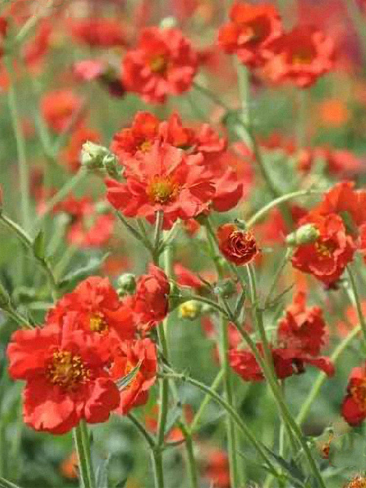 Crimson Ocean Avens (Geum coccineum)