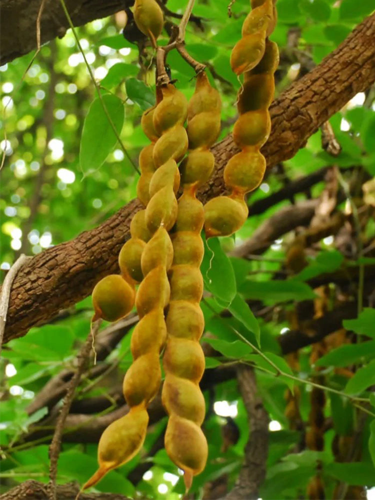 Evergreen Mucuna