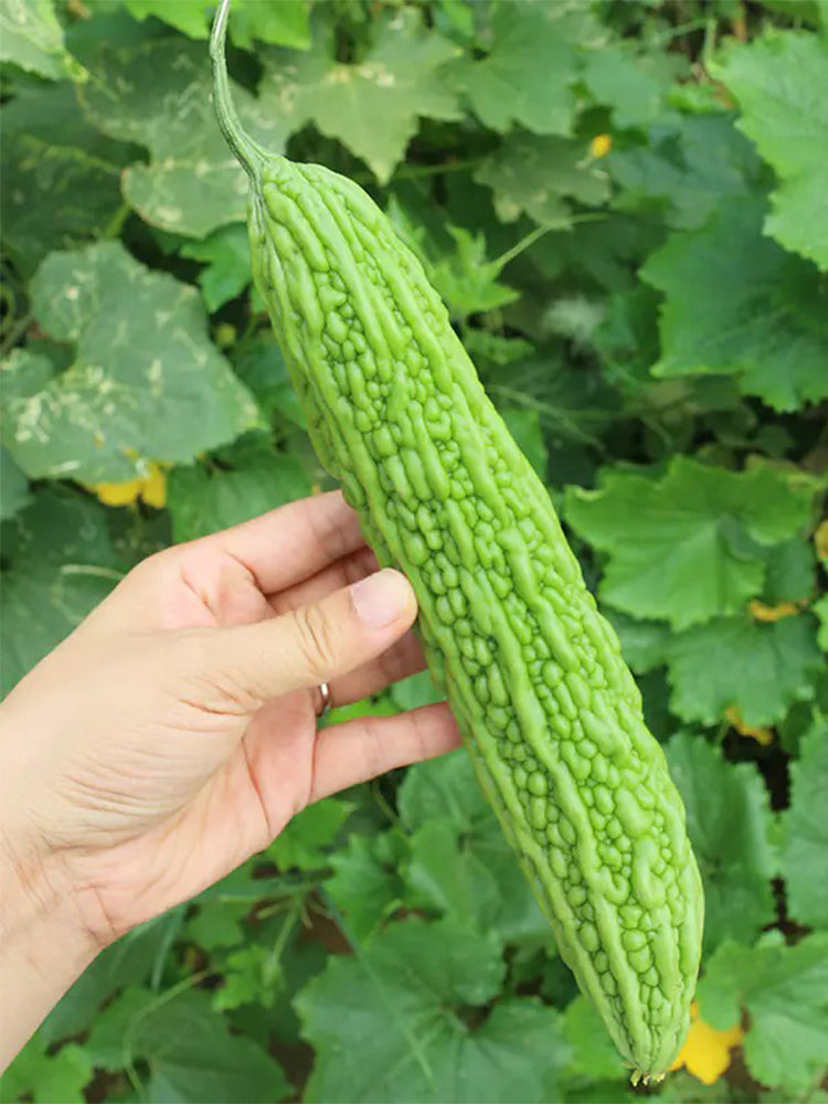 Emerald Green Bitter Melon