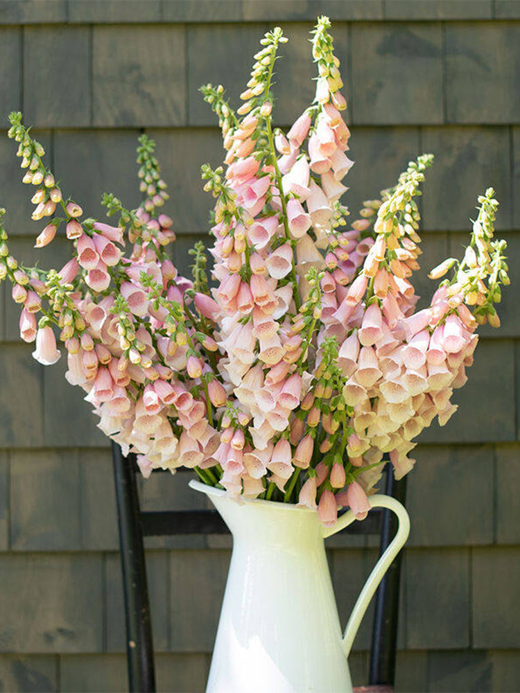 Pink Foxglove