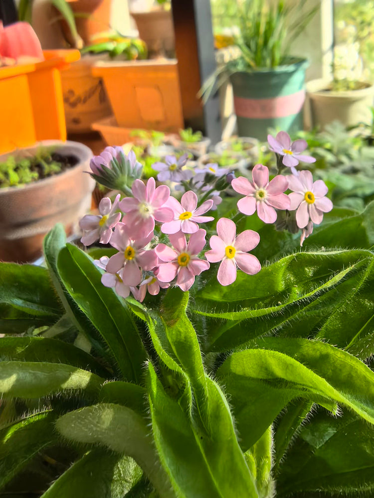 Pink Alpine Forget-Me-Not