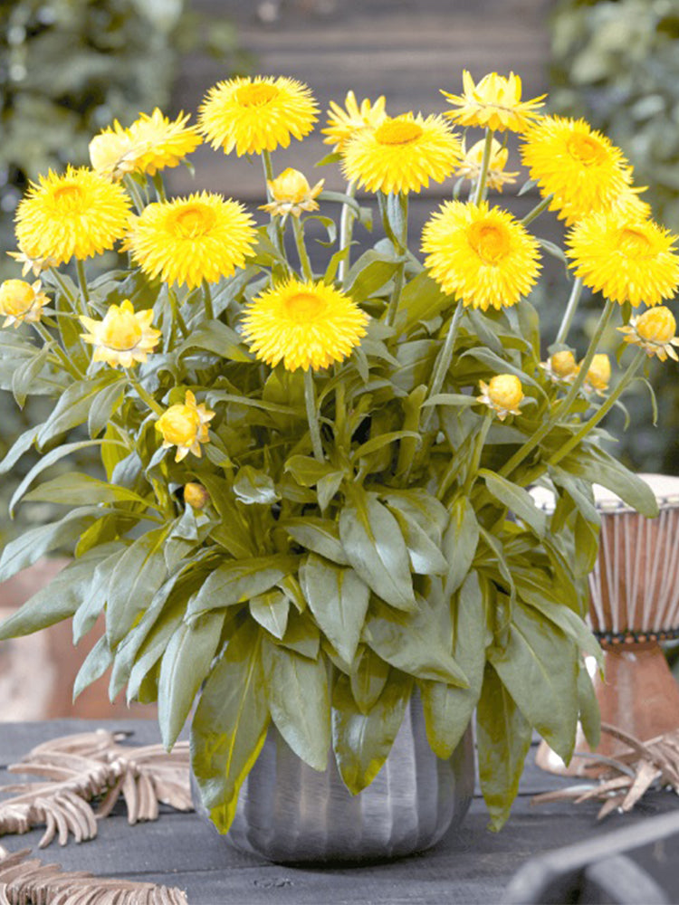 Yellow Strawflower (Helichrysum bracteatum)
