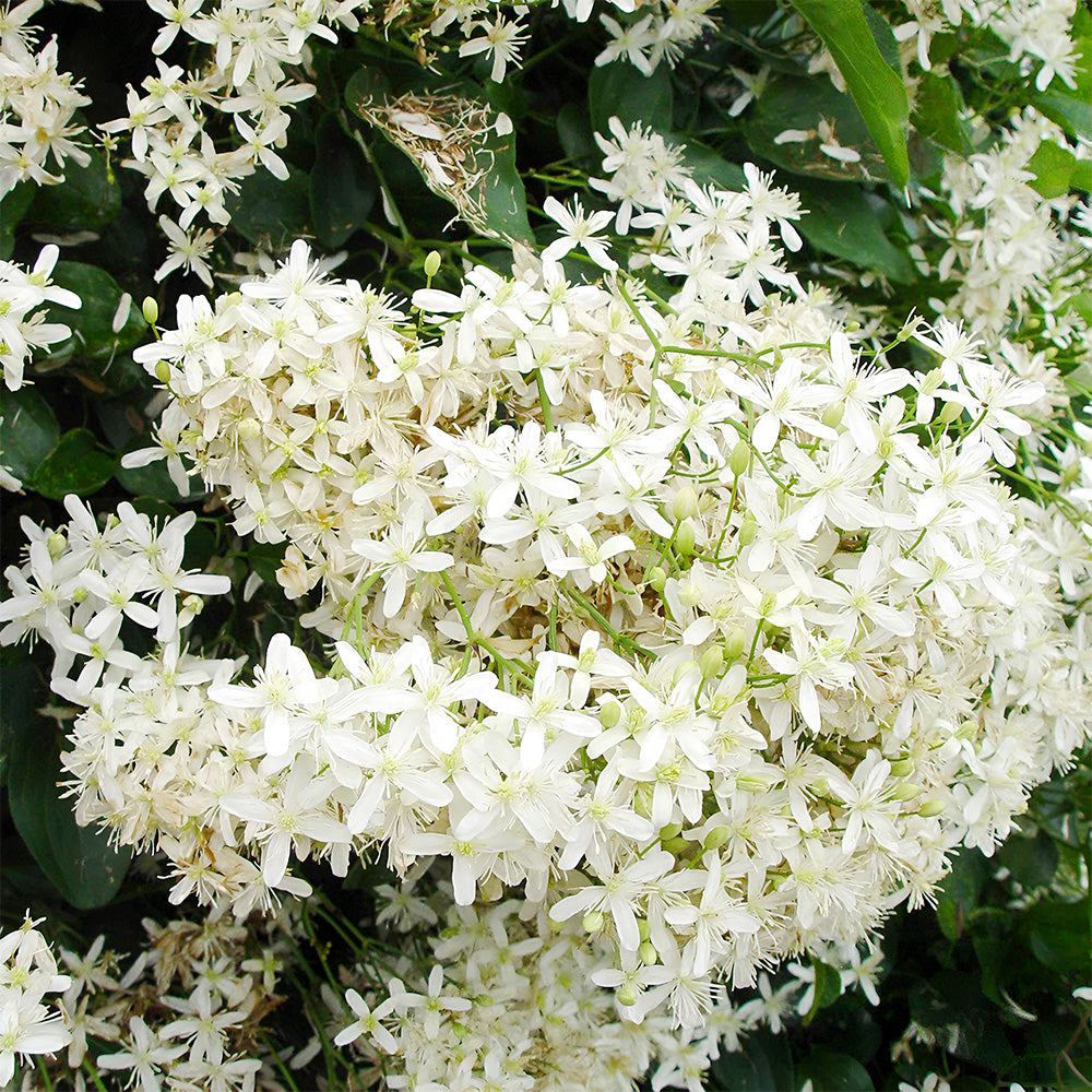 Clematis Chinensis