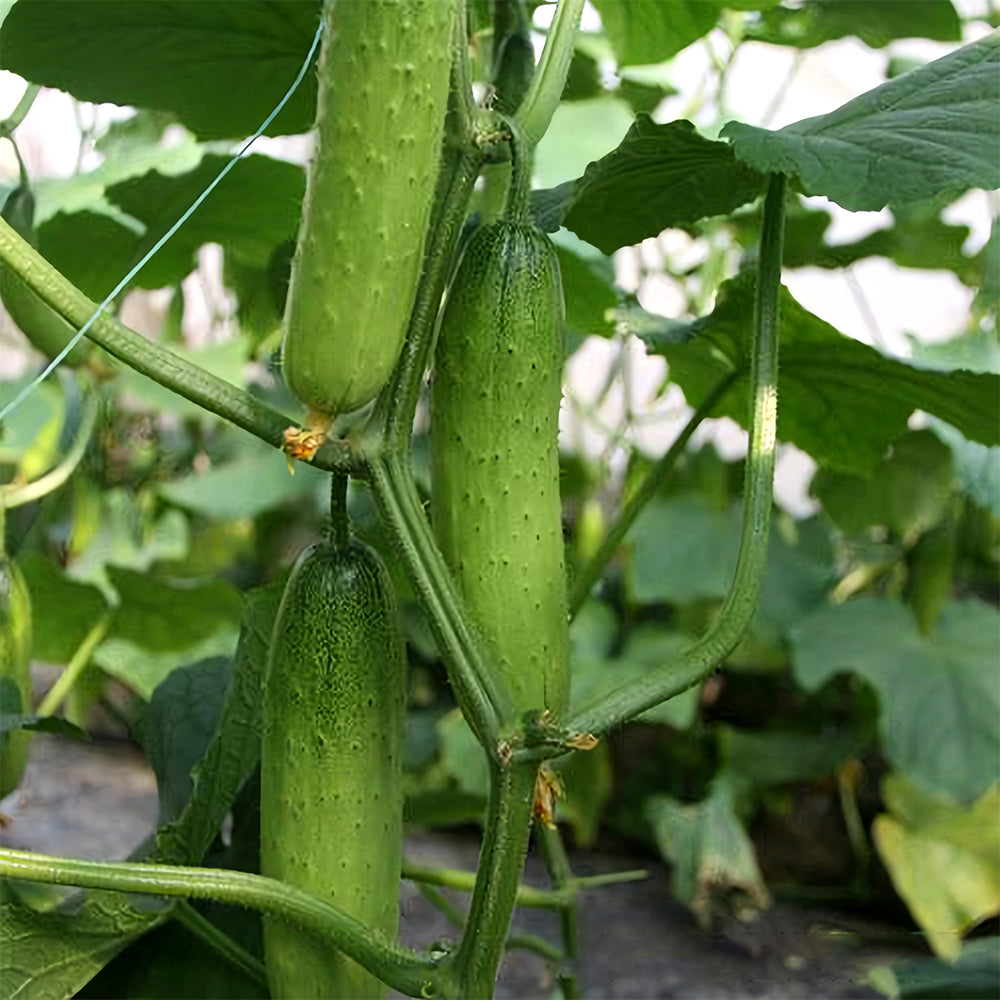 Crispy Sunshine: 5 Bags (60 Seeds/Bag) of Cucumbers Short Rod with Thorns