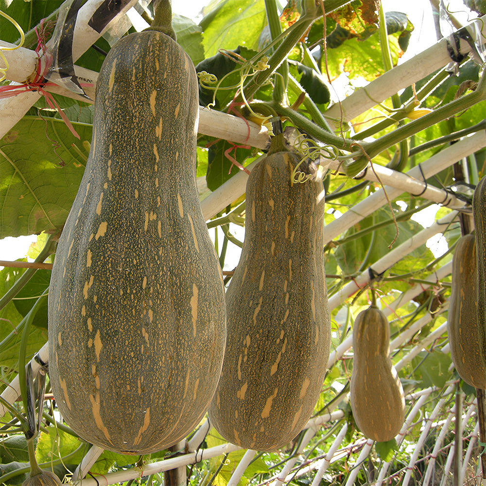 5 Bags (50 Seeds / Bag) of Chinese Miben Pumpkin Seeds