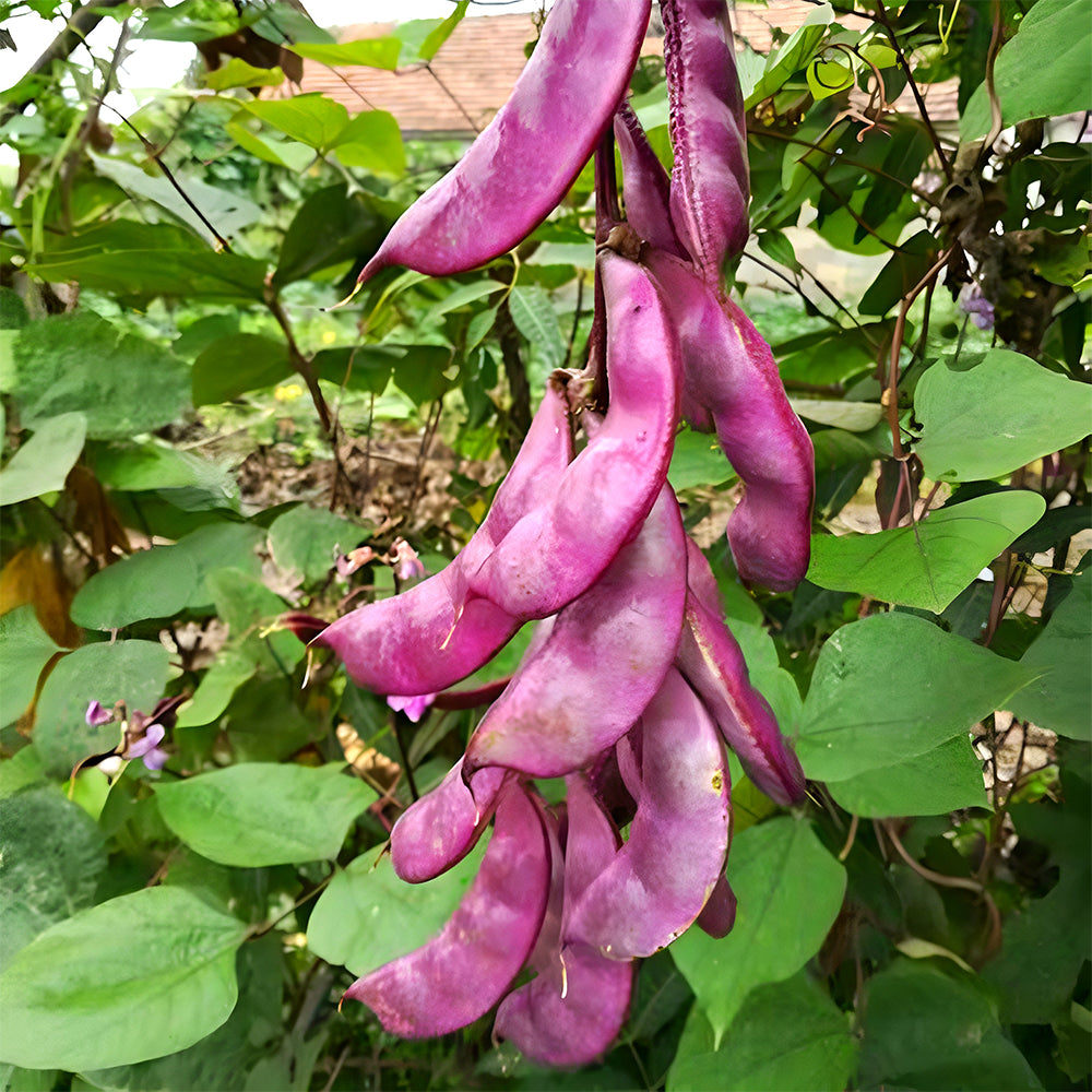 Delicious and Decorative: 5 Packs (10 Seeds / Bag) of Fresh Purple-Red Hyacinth Bean