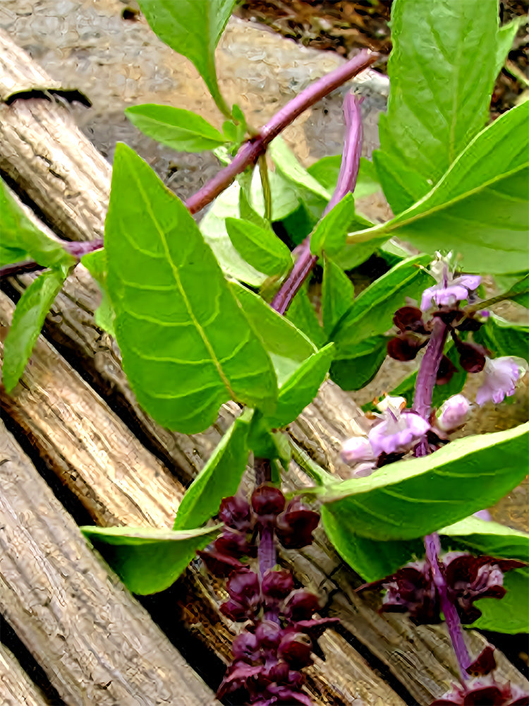 Clove Basil