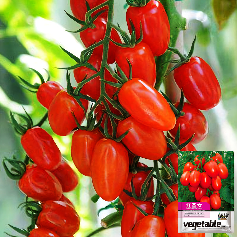Easy-to-Grow Elegance: 5 Bags (200 Seeds / Bag) of 'Red Saint' Cherry Tomatoes