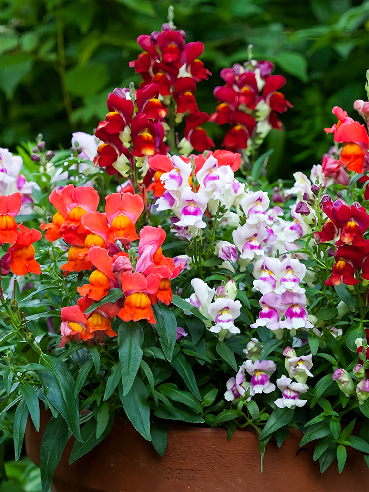 Dwarf Snapdragon, Mixed