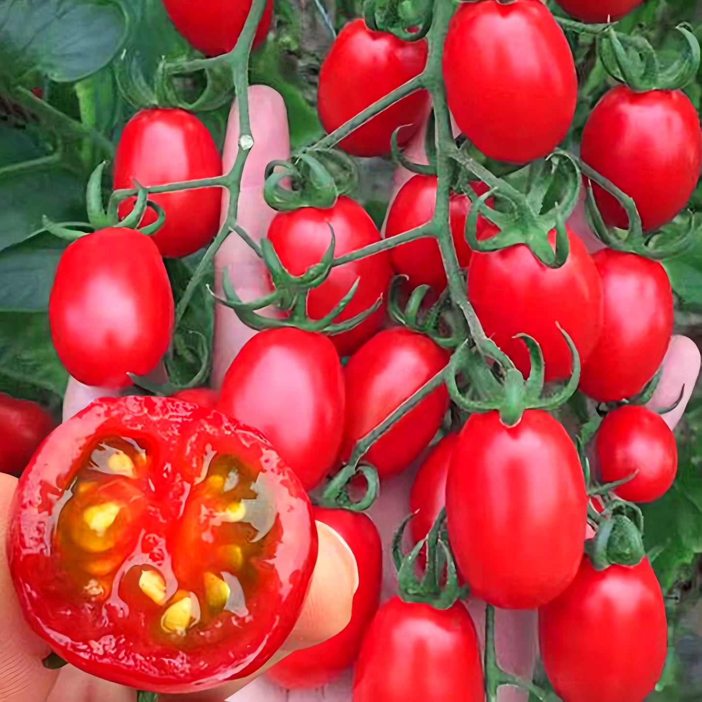 Jam Selection: 5 Bags (200 Seeds / Bag) of Top-Performing Salad Tomatoes