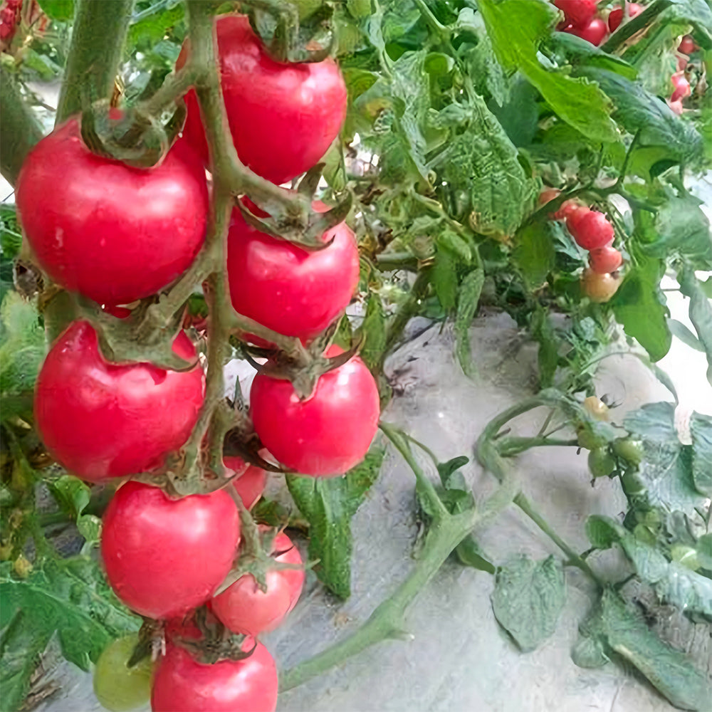 Cascade Beauty: 5 Bags (100 Seeds / Bag) of 'Waterfall' Tomatoes