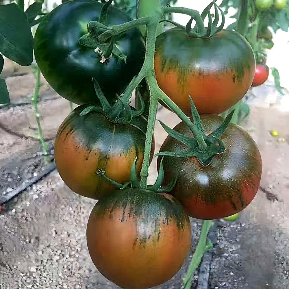 Flavor Explosion: 5 Bags (100 Seeds / Bag) of 'Strawberry Fruit' Tomatoes