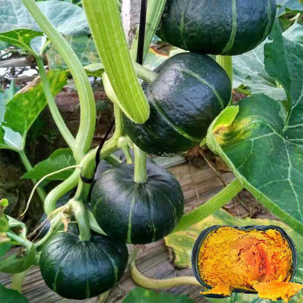 5 Bags (20 Seeds / Bag) of 'Green Baby' Small Pumpkin Seeds