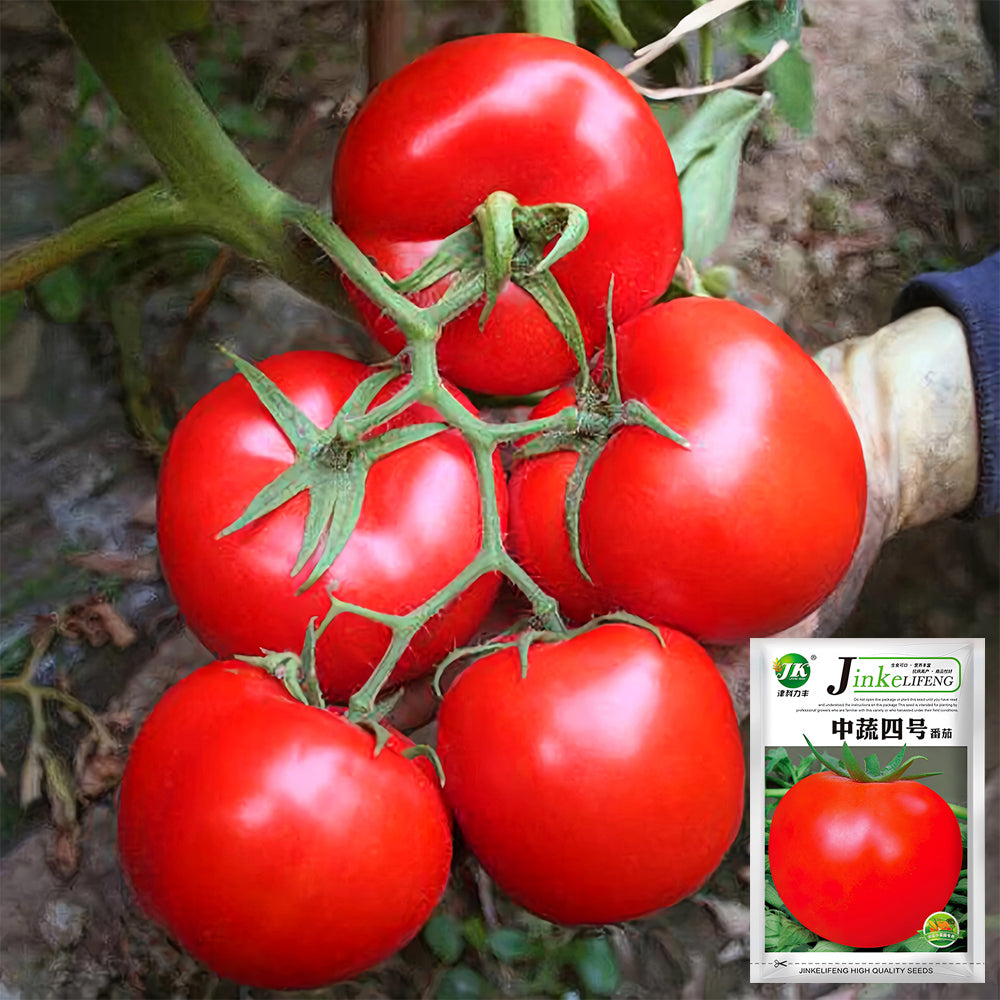 Harvest Brilliance: 5 Bags (200 Seeds / Bag) of 'China Veggies No.4' Tomatoes