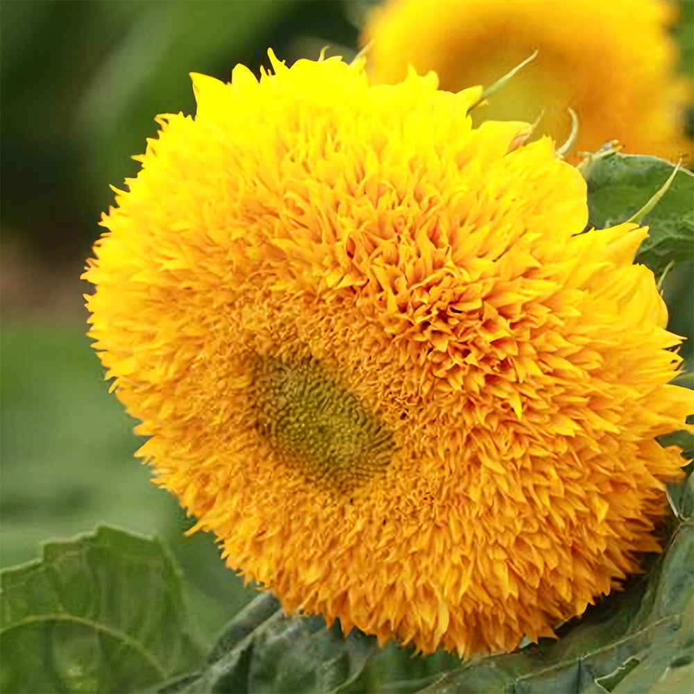 'Teddy Bear' Dwarf Sunflower Seeds (30cm)