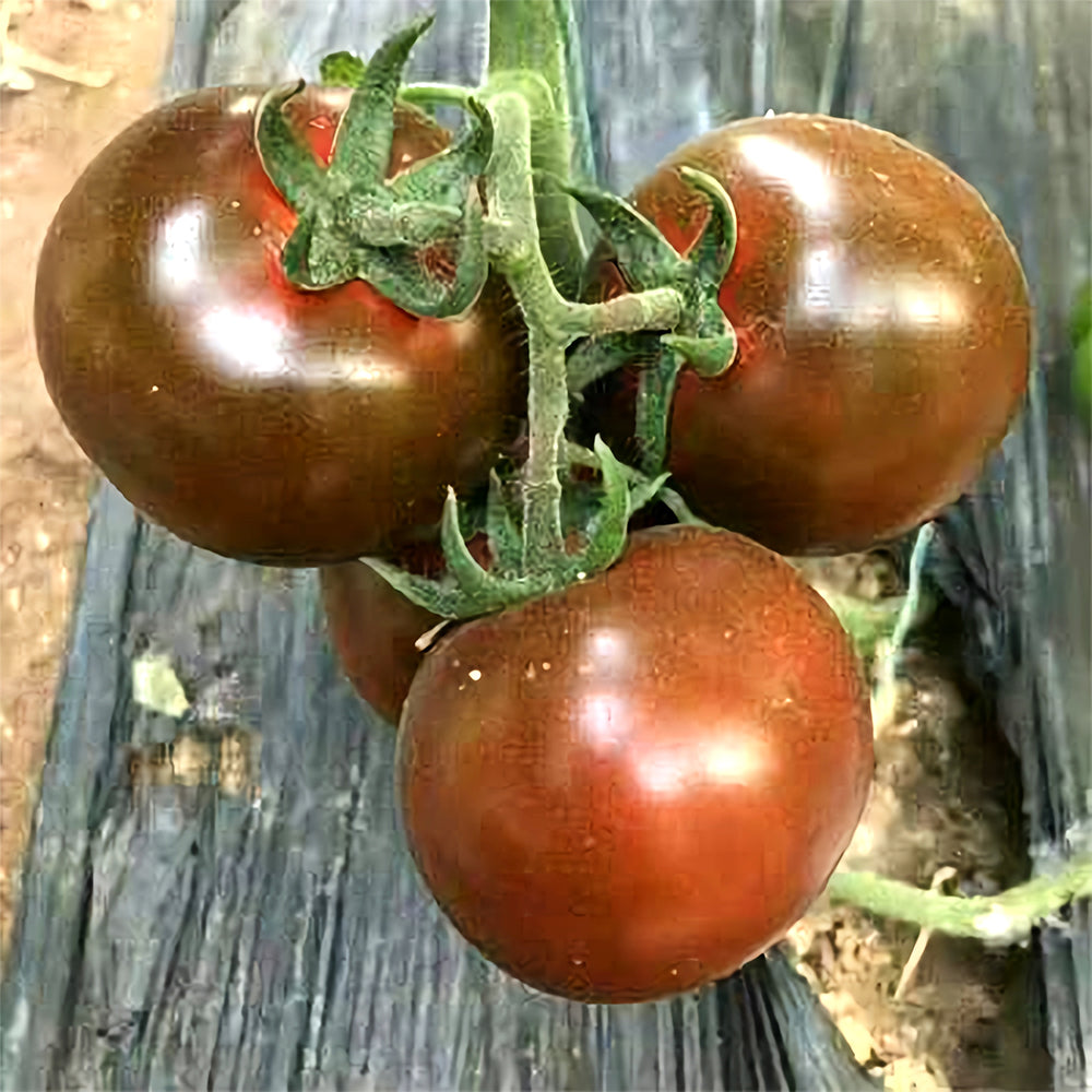 Cultivate Curiosity: 5 Bags (100 Seeds / Bag) of 'Daheiren' Black Tomatoes
