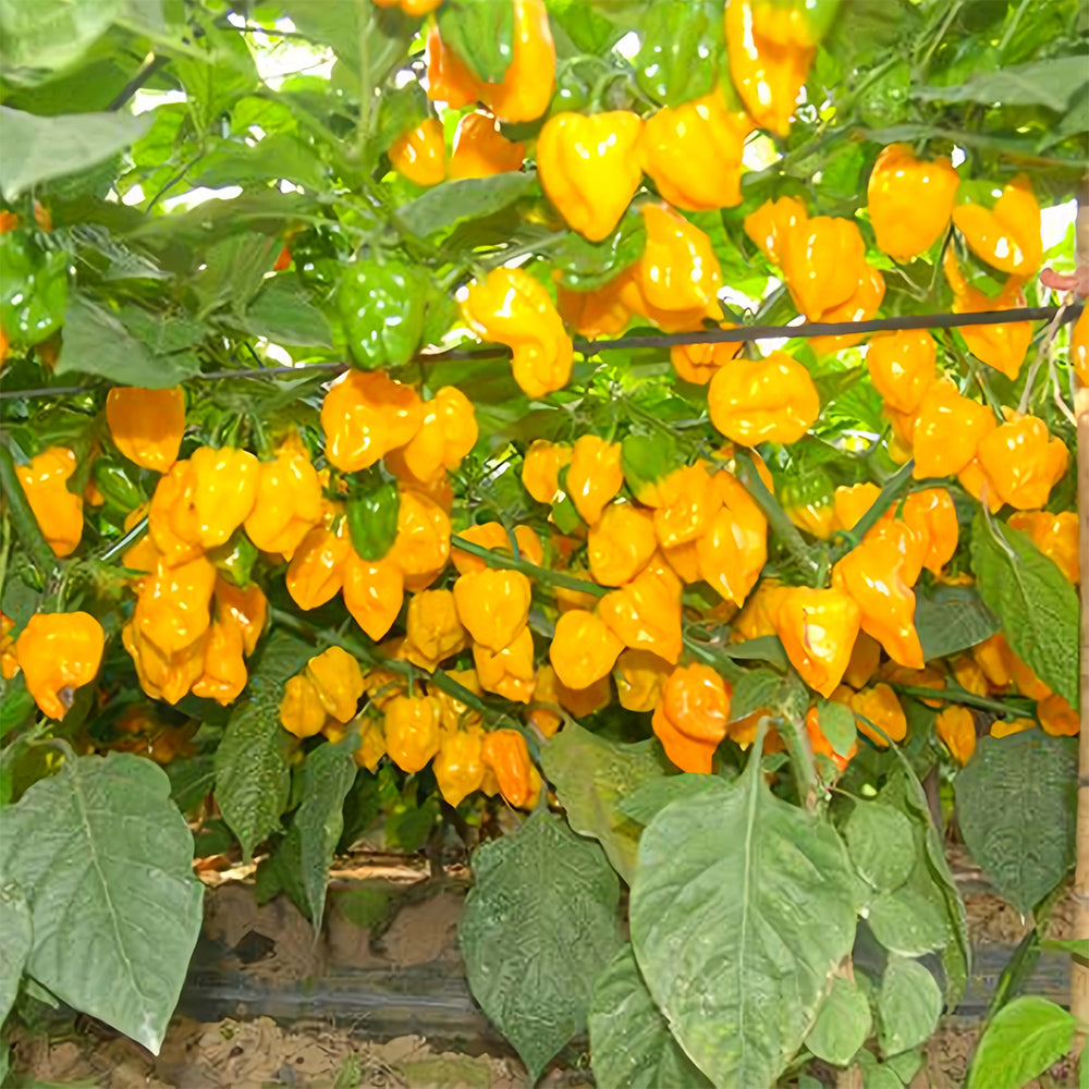 Hybrid F1 Yellow Devil Pepper & Chilli Seeds