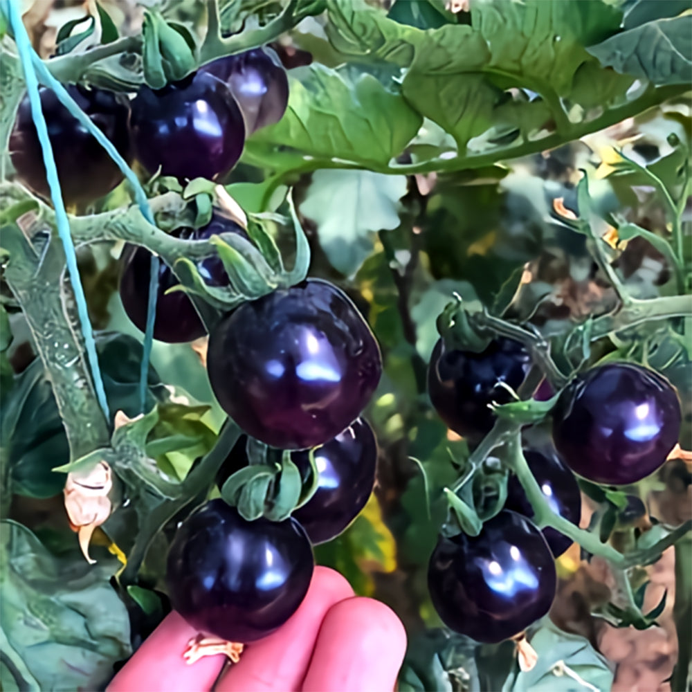 Unique Black Gem: 5 Bags (100 Seeds / Bag) of Dwarf Bonsai Black Pearl Tomatoes