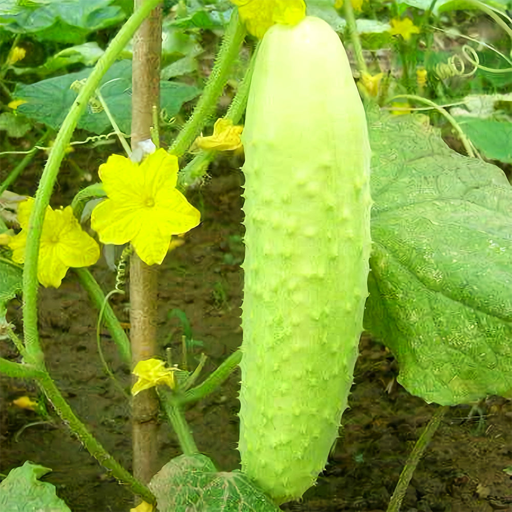 5 Bags (40 Seeds/Bag) of White Cucumber Seeds with Thorns