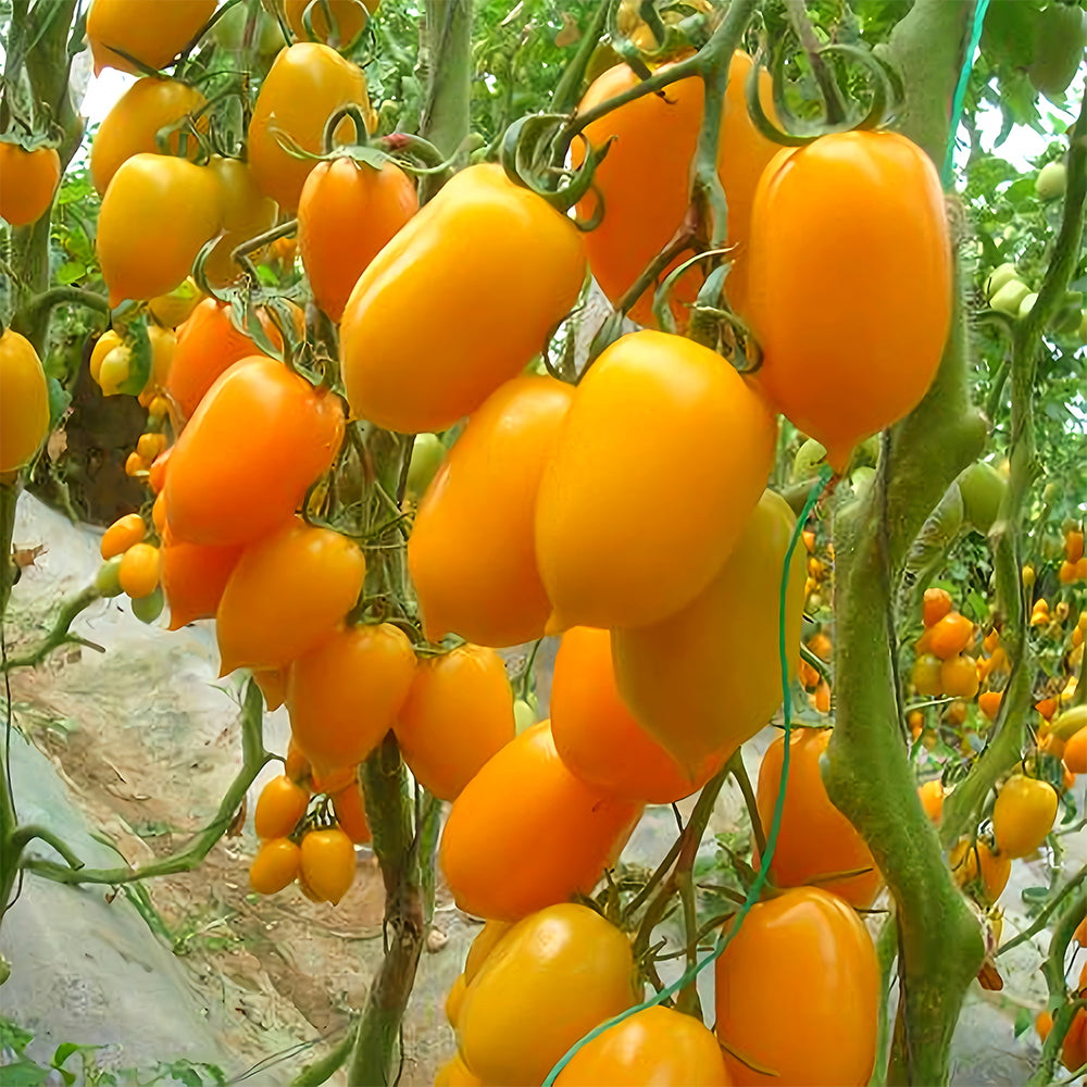 Glowing Gold: 5 Bags (200 Seeds / Bag) of 'Yellow Saint' Cherry Tomatoes