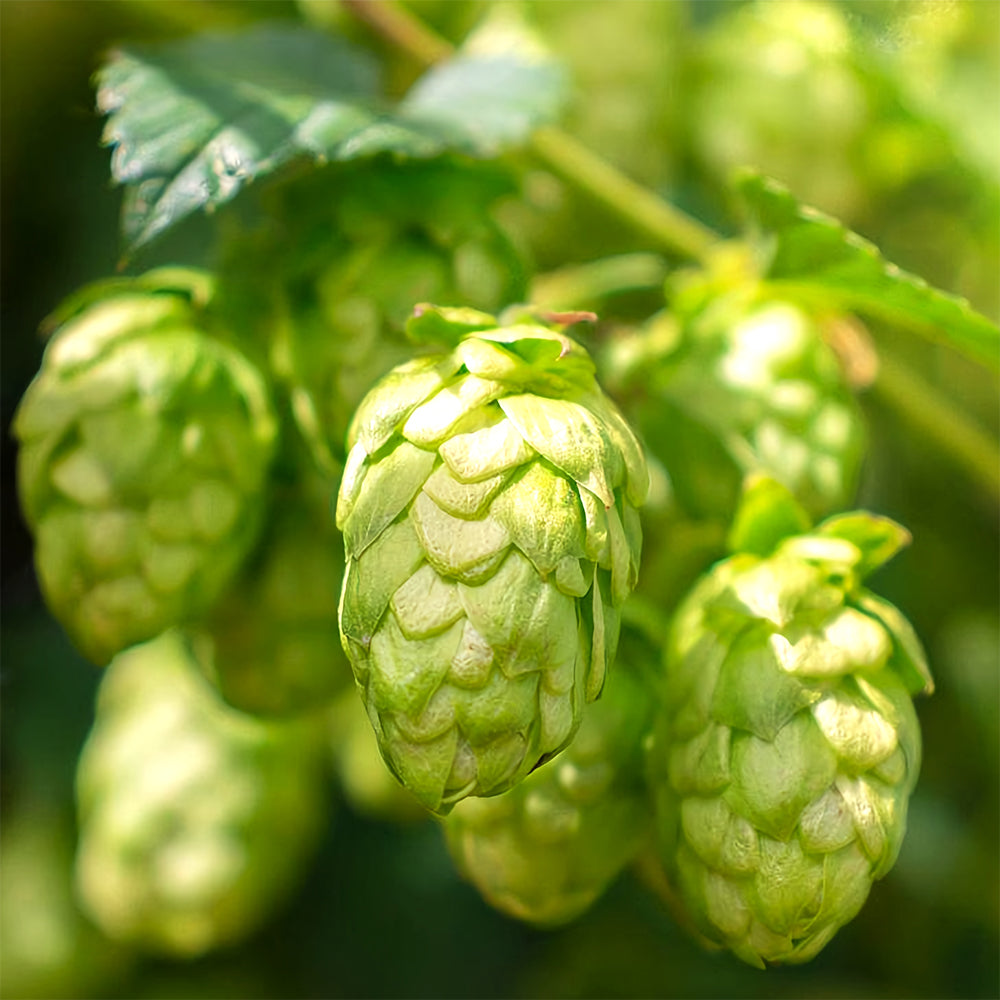 Grow Your Own Hops: 10 Seeds of the Humulus lupulus Vine Plant