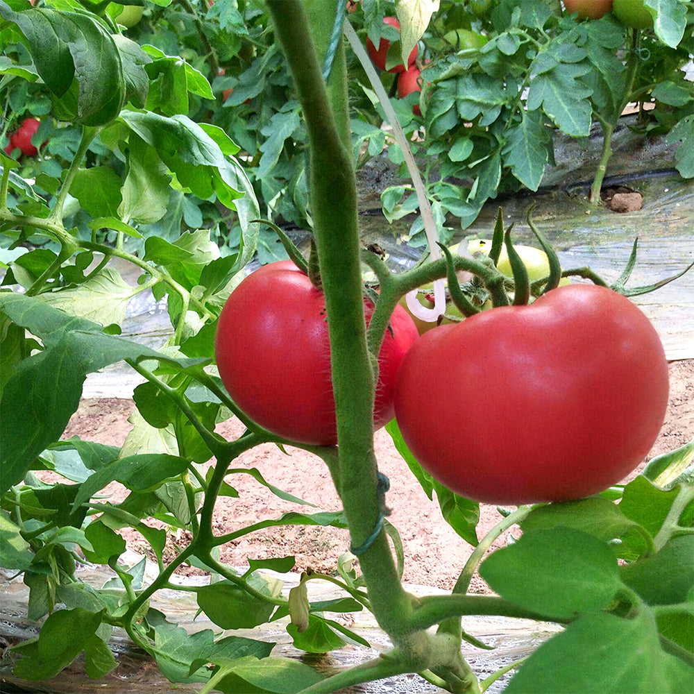 Elegance in Pink: 5 Bags (200 Seeds / Bag) of 'Fluffy Pink 802' Tomatoes