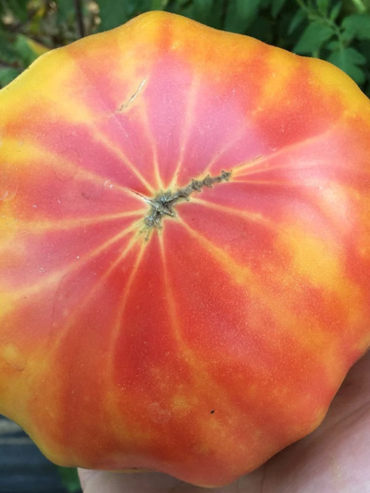 Northern Lights Tomato