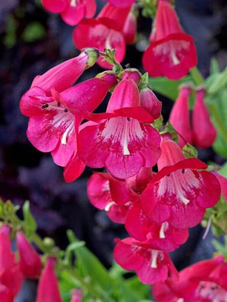 Hybrid Beardtongue (Penstemon hybridus)