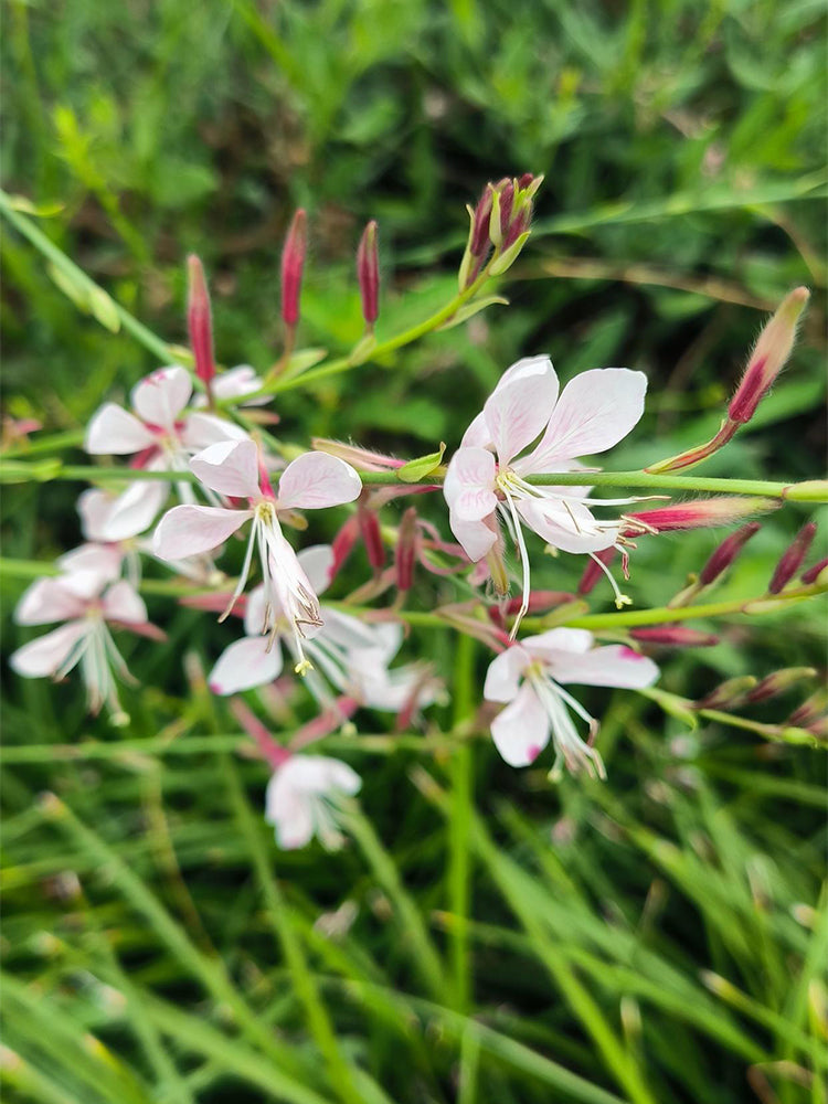 White Gaura (Gaura lindheimeri)