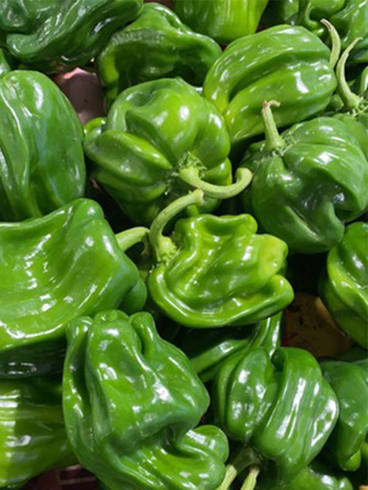 Wrinkled Spicy Pepper No.1 (Capsicum annuum)