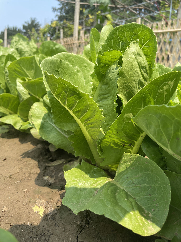 Little Gem Lettuce