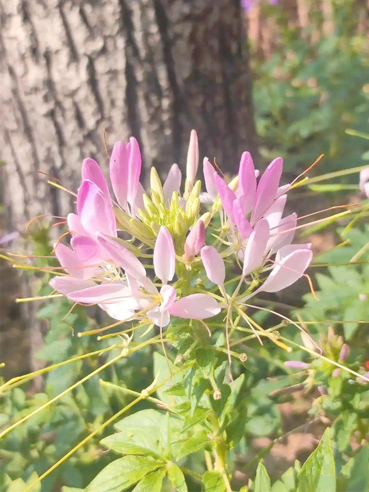 Pink Spider Flowers (Cleome houtteana)