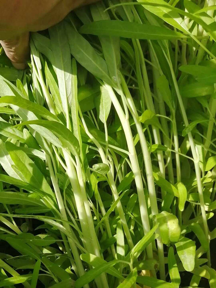 'JieMei' White-Stemmed Water Spinach