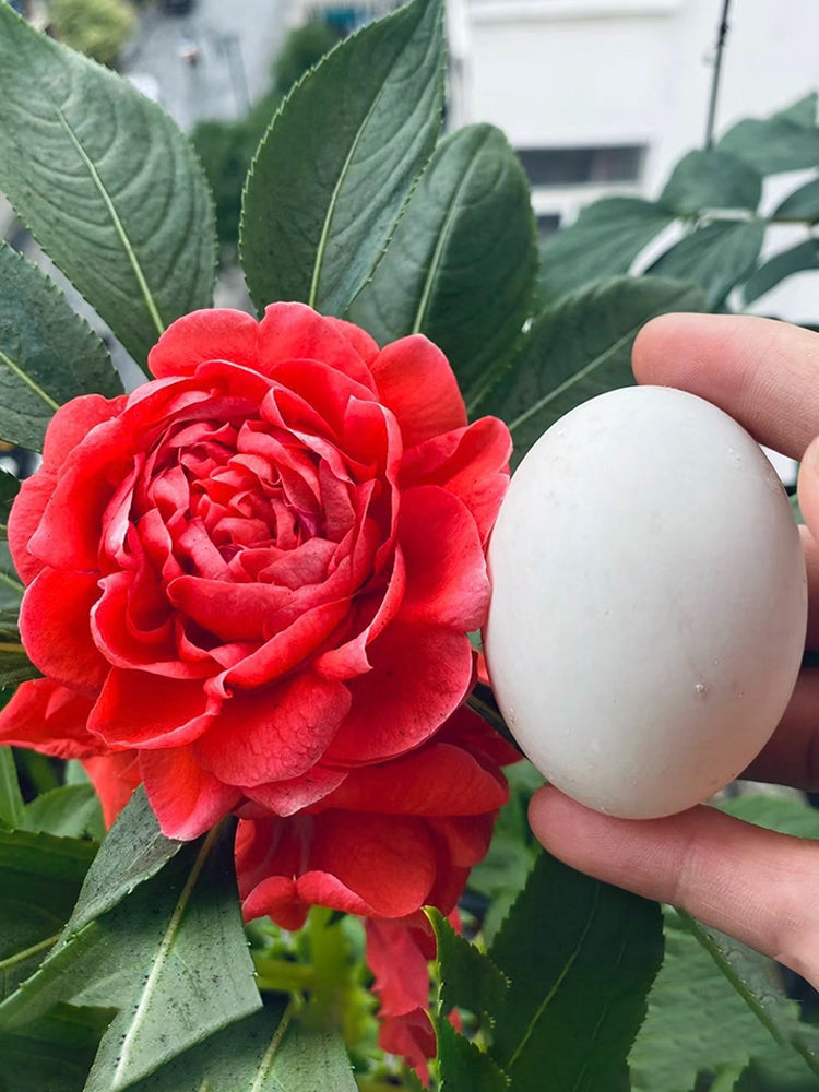 impatient flower seeds Bellfarm® 'Buddha's Hand' Impatiens Seeds – MUCIAKIE