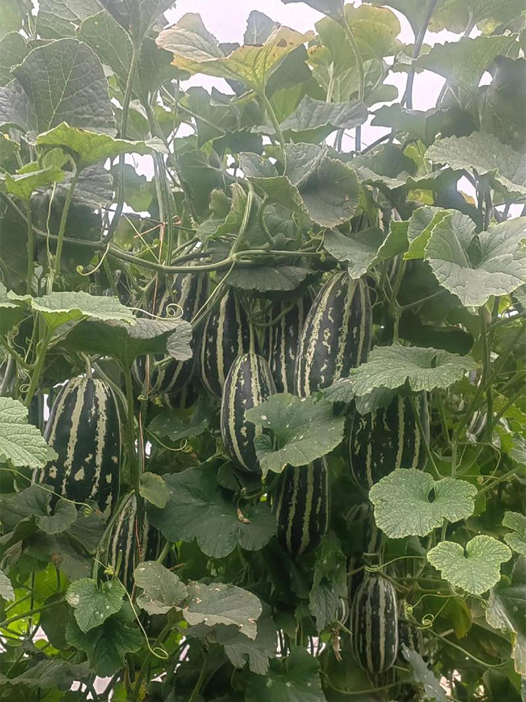 Feitian No.9 Hybrid Sweet Melons