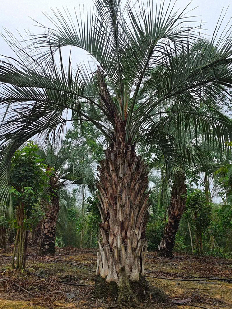 Jelly Palm (Butia odorata)