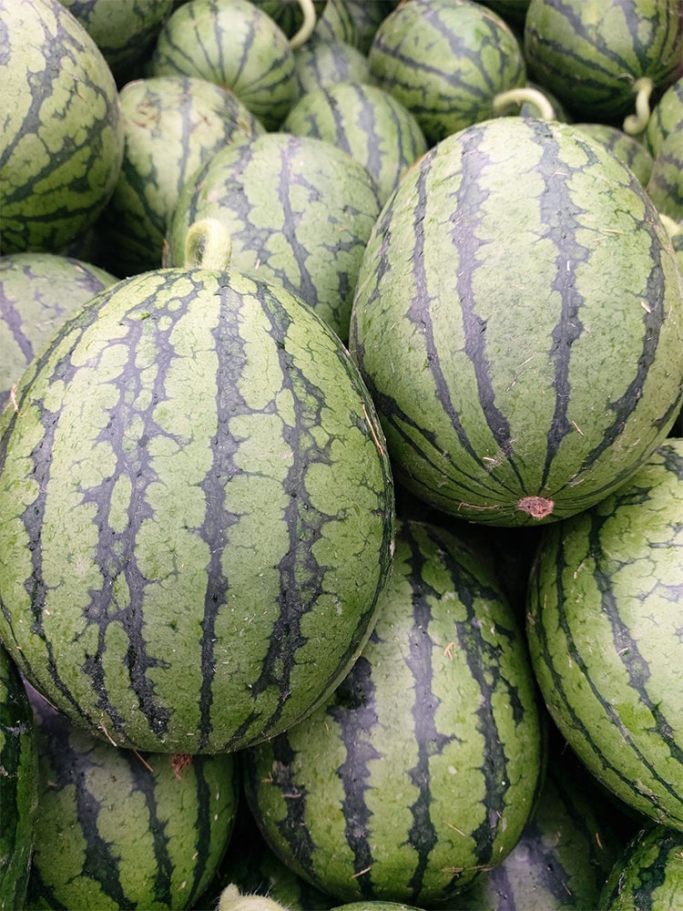 Zaochun Hongyu Watermelons