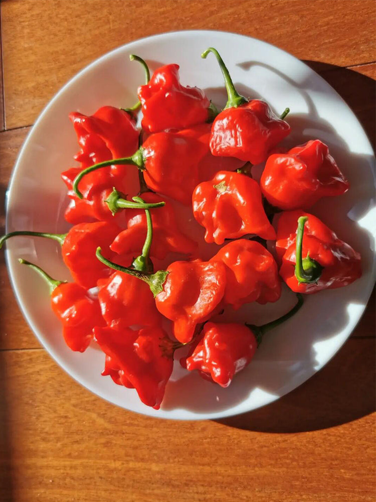 Bat Chili (Capsicum baccatum)