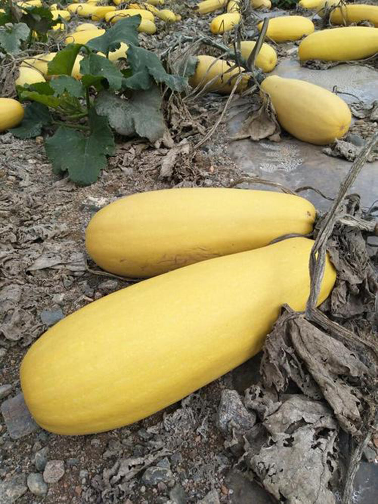 Seed-used Zucchini