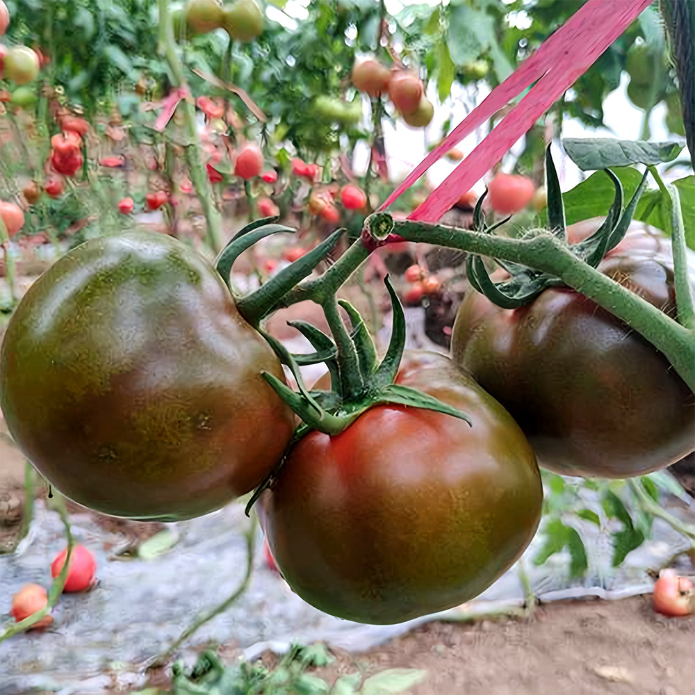 Cultivate Curiosity: 5 Bags (100 Seeds / Bag) of 'Daheiren' Black Tomatoes