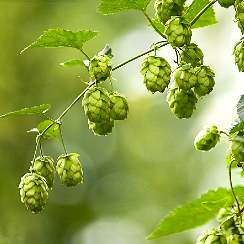 Grow Your Own Hops: 10 Seeds of the Humulus lupulus Vine Plant