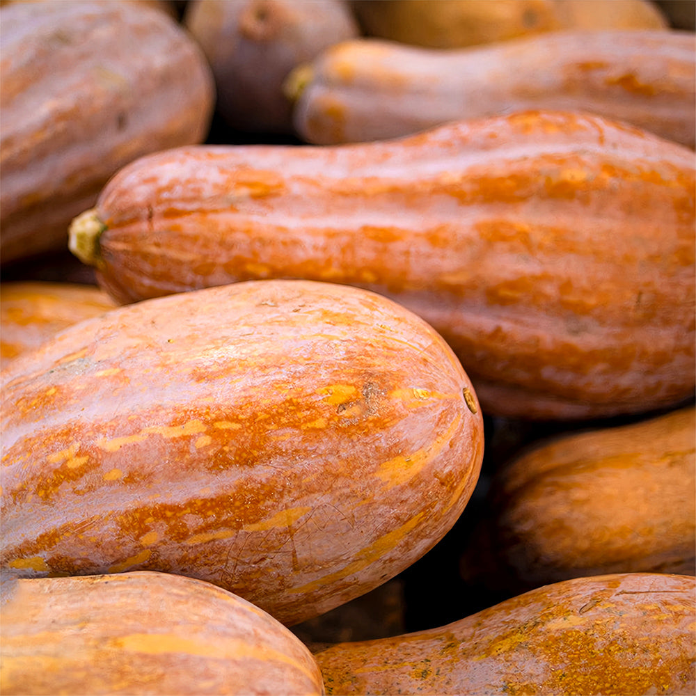 5 Bags (50 Seeds / Bag) of Chinese Miben Pumpkin Seeds