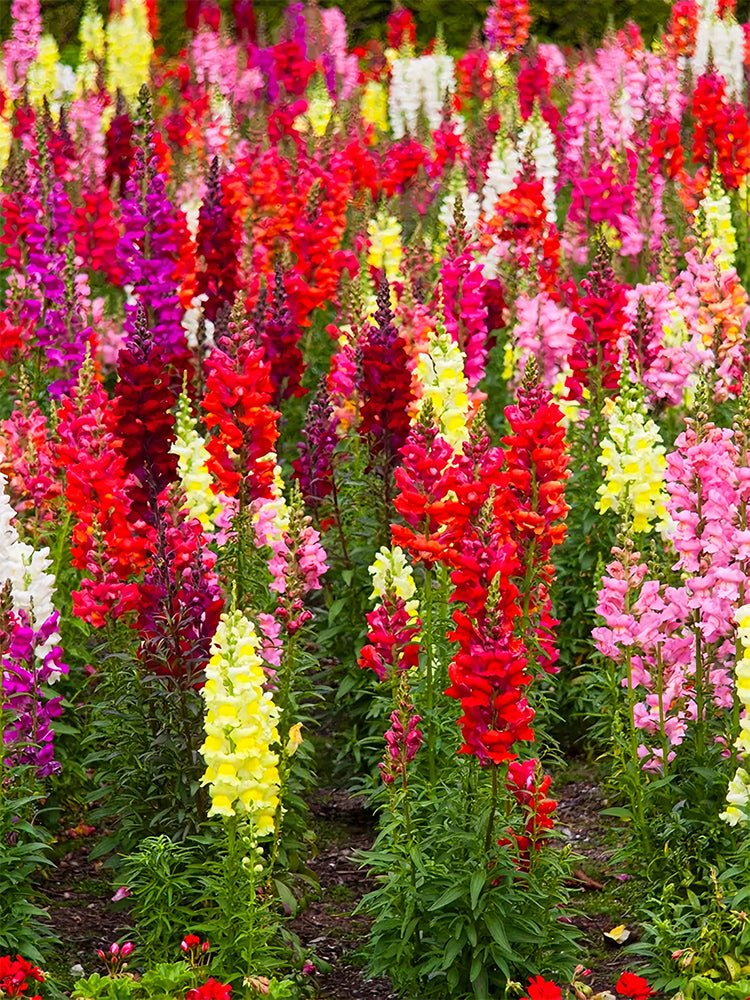 Dwarf Snapdragon, Mixed